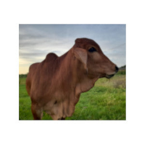 Meet Guru – Our Million dollar Bull Calf!